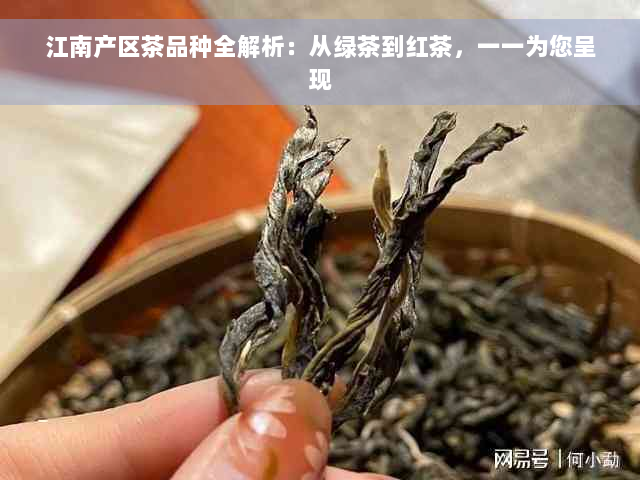 江南产区茶品种全解析：从绿茶到红茶，一一为您呈现