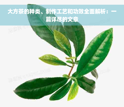 大方茶的种类、制作工艺和功效全面解析：一篇详尽的文章