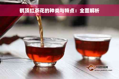 鹤顶红茶花的种类与特点：全面解析