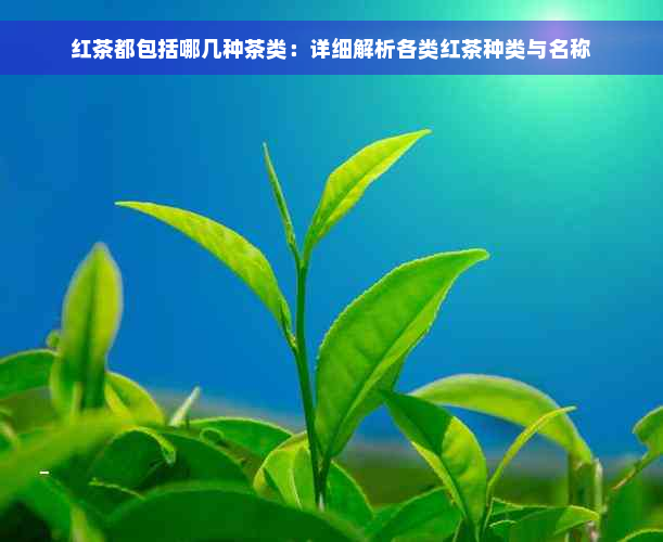 红茶都包括哪几种茶类：详细解析各类红茶种类与名称