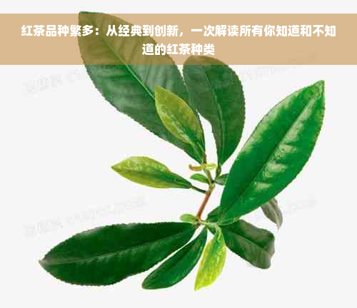 红茶品种繁多：从经典到创新，一次解读所有你知道和不知道的红茶种类