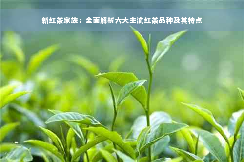 新红茶家族：全面解析六大主流红茶品种及其特点