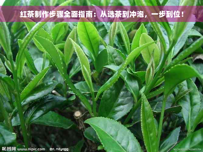 红茶制作步骤全面指南：从选茶到冲泡，一步到位！