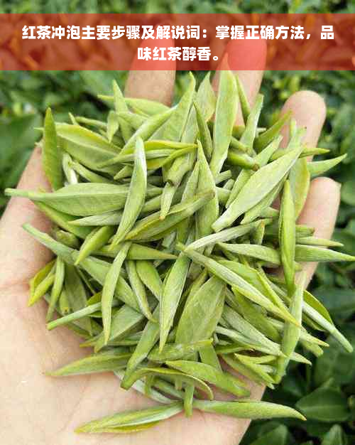 红茶冲泡主要步骤及解说词：掌握正确方法，品味红茶醇香。