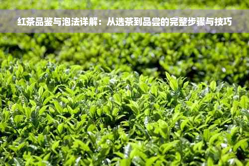 红茶品鉴与泡法详解：从选茶到品尝的完整步骤与技巧