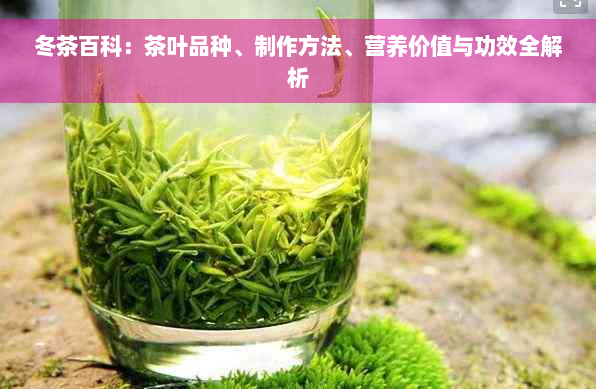 冬茶百科：茶叶品种、制作方法、营养价值与功效全解析