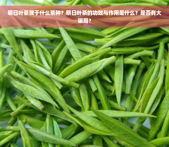 明日叶茶属于什么茶种？明日叶茶的功效与作用是什么？是否有大骗局？