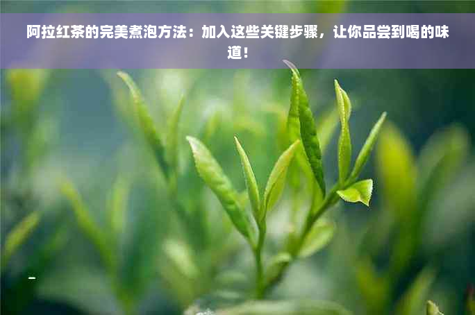 阿拉红茶的完美煮泡方法：加入这些关键步骤，让你品尝到喝的味道！