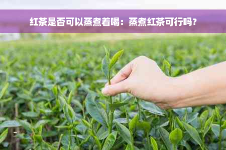 红茶是否可以蒸煮着喝：蒸煮红茶可行吗？