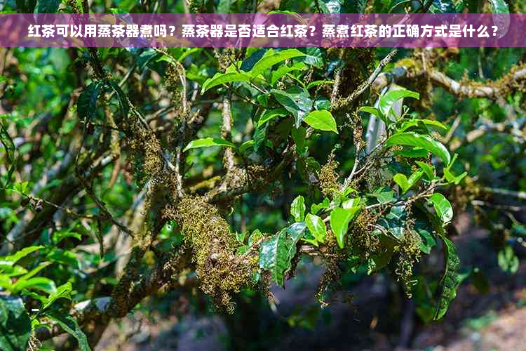 红茶可以用蒸茶器煮吗？蒸茶器是否适合红茶？蒸煮红茶的正确方式是什么？