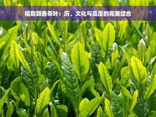 福鼎飘香茶叶：历、文化与品质的完美结合