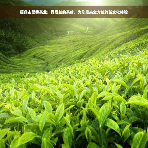 福鼎市飘香茶业：品质越的茶叶，为您带来全方位的茶文化体验