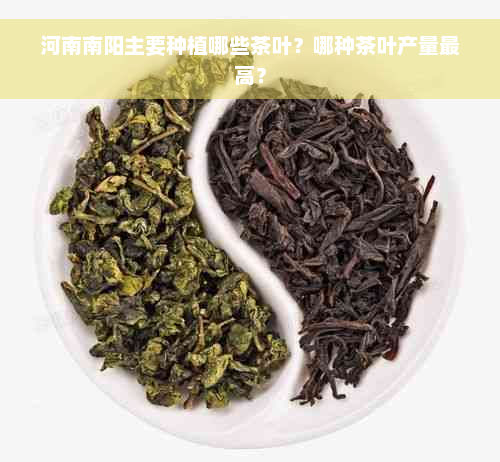 河南南阳主要种植哪些茶叶？哪种茶叶产量更高？