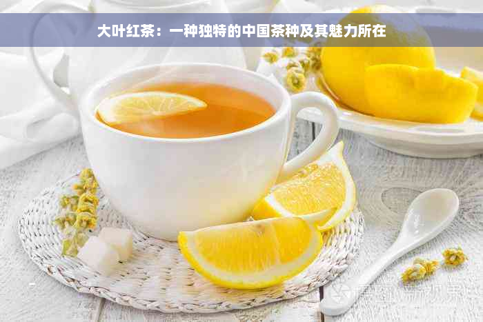 大叶红茶：一种独特的中国茶种及其魅力所在