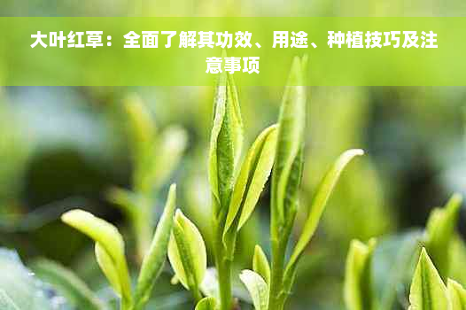 大叶红草：全面了解其功效、用途、种植技巧及注意事项