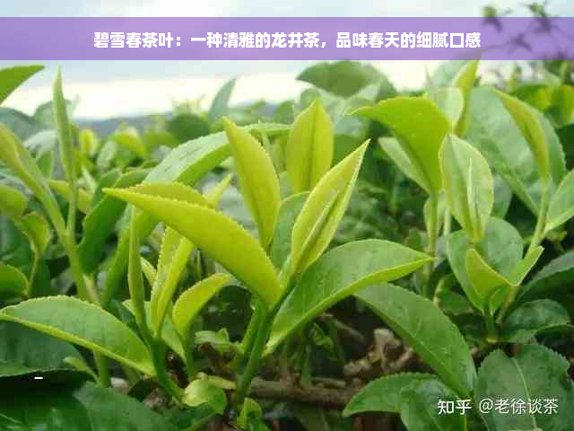 碧雪春茶叶：一种清雅的龙井茶，品味春天的细腻口感