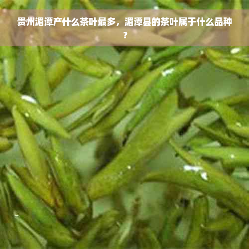 贵州湄潭产什么茶叶最多，湄潭县的茶叶属于什么品种？