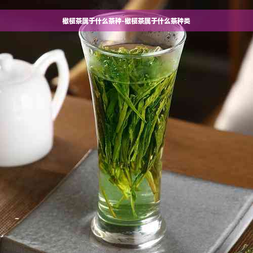 橄榄茶属于什么茶种-橄榄茶属于什么茶种类