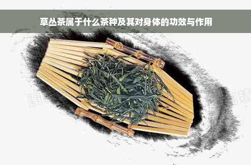 草丛茶属于什么茶种及其对身体的功效与作用