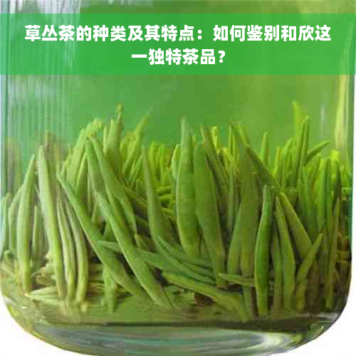 草丛茶的种类及其特点：如何鉴别和欣这一独特茶品？