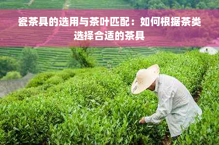 瓷茶具的选用与茶叶匹配：如何根据茶类选择合适的茶具