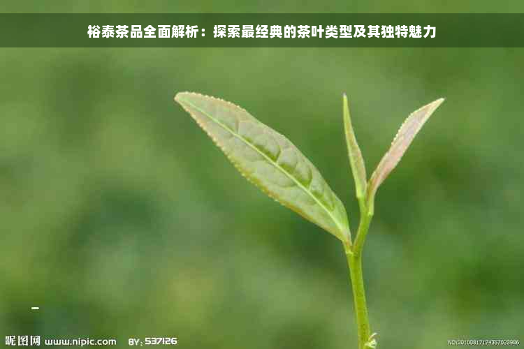 裕泰茶品全面解析：探索最经典的茶叶类型及其独特魅力