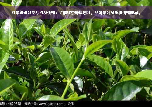 红茶级别分类标准及价格：了解红茶等级划分，品味茶叶品质和价格差异。