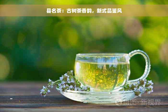 县名茶：古树茶香韵，新式品鉴风