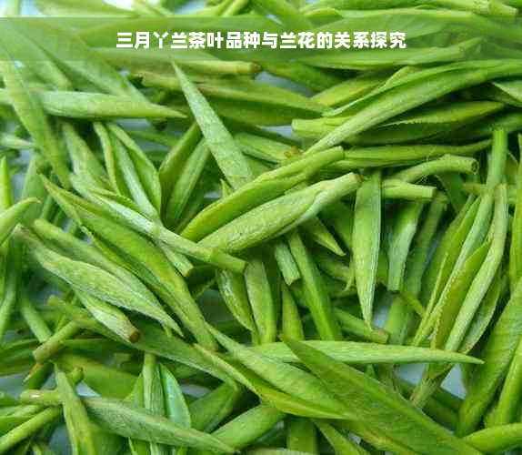 三月丫兰茶叶品种与兰花的关系探究