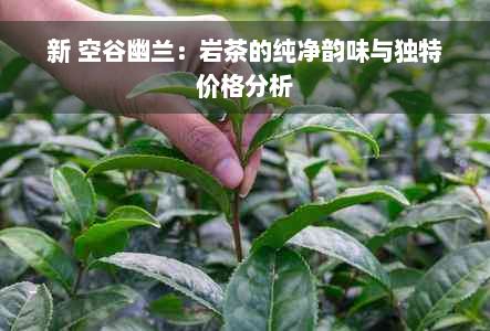 新 空谷幽兰：岩茶的纯净韵味与独特价格分析