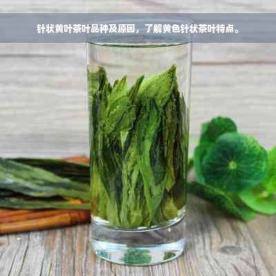 针状黄叶茶叶品种及原因，了解黄色针状茶叶特点。