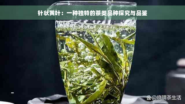 针状黄叶：一种独特的茶类品种探究与品鉴