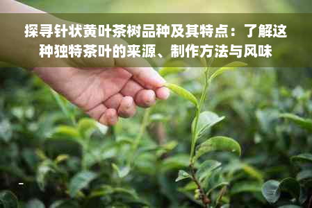 探寻针状黄叶茶树品种及其特点：了解这种独特茶叶的来源、制作方法与风味