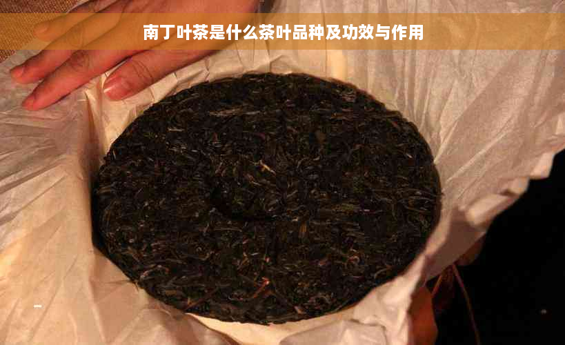 南丁叶茶是什么茶叶品种及功效与作用