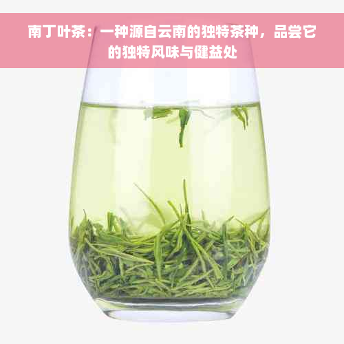 南丁叶茶：一种源自云南的独特茶种，品尝它的独特风味与健益处