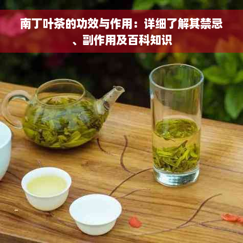 南丁叶茶的功效与作用：详细了解其禁忌、副作用及百科知识