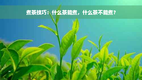 煮茶技巧：什么茶能煮，什么茶不能煮？