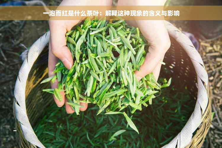 一泡而红是什么茶叶：解释这种现象的含义与影响