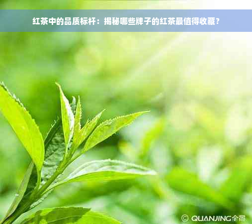 红茶中的品质标杆：揭秘哪些牌子的红茶最值得收藏？