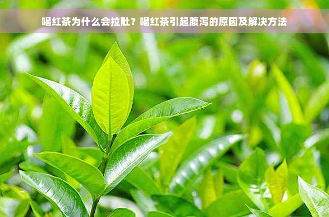 喝红茶为什么会拉肚？喝红茶引起腹泻的原因及解决方法