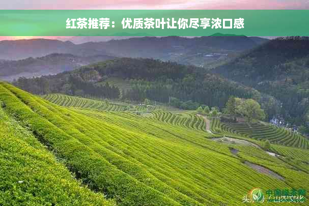 红茶推荐：优质茶叶让你尽享浓口感