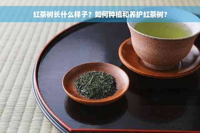 红茶树长什么样子？如何种植和养护红茶树？