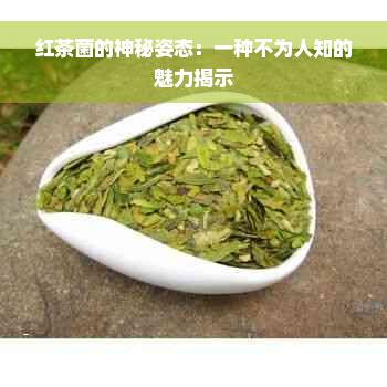 红茶菌的神秘姿态：一种不为人知的魅力揭示