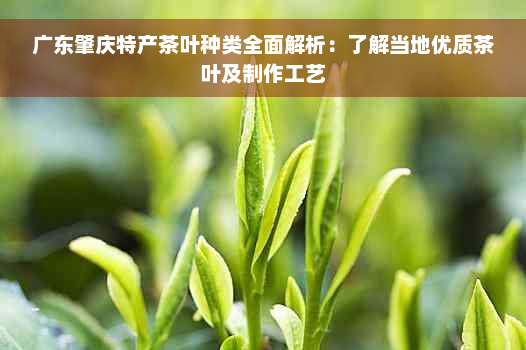 广东肇庆特产茶叶种类全面解析：了解当地优质茶叶及制作工艺