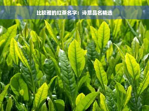 比较雅的红茶名字：诗意品名精选