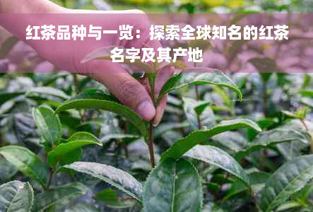 红茶品种与一览：探索全球知名的红茶名字及其产地