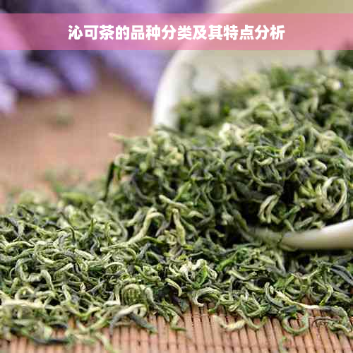 沁可茶的品种分类及其特点分析