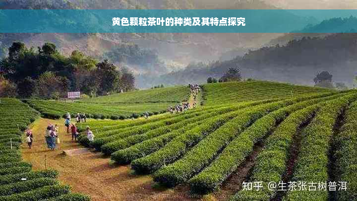 黄色颗粒茶叶的种类及其特点探究