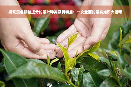 探究黄色颗粒成分的茶叶种类及其特点：一次全面的茶类知识大揭秘