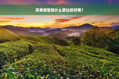 风寒感冒和什么茶比较好喝？